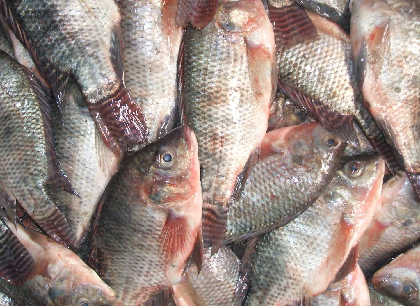 أسعار الأسماك اليوم السبت