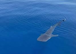 طوله 12 مترا.. أبرز المعلومات عن القرش الحوتي بعد ظهوره بمرسى علم