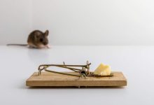 طرق القضاء على الفئران والحشرات في المنازل